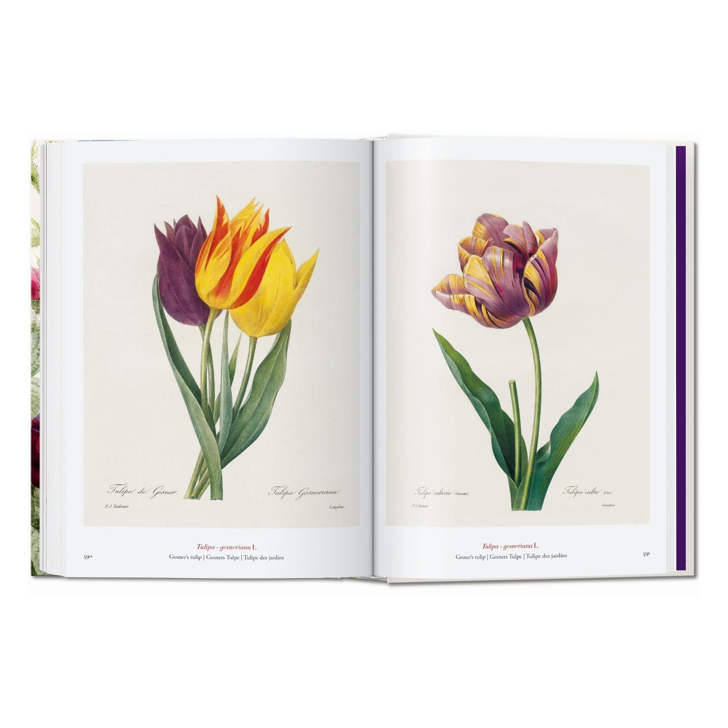 Redouté. The Book of Flowers. 45th Ed. (German, French, English)