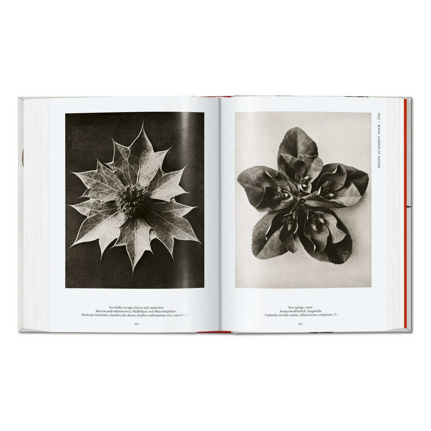 Karl Blossfeldt. The Complete Published Work. 45th Ed. (German, French, English)