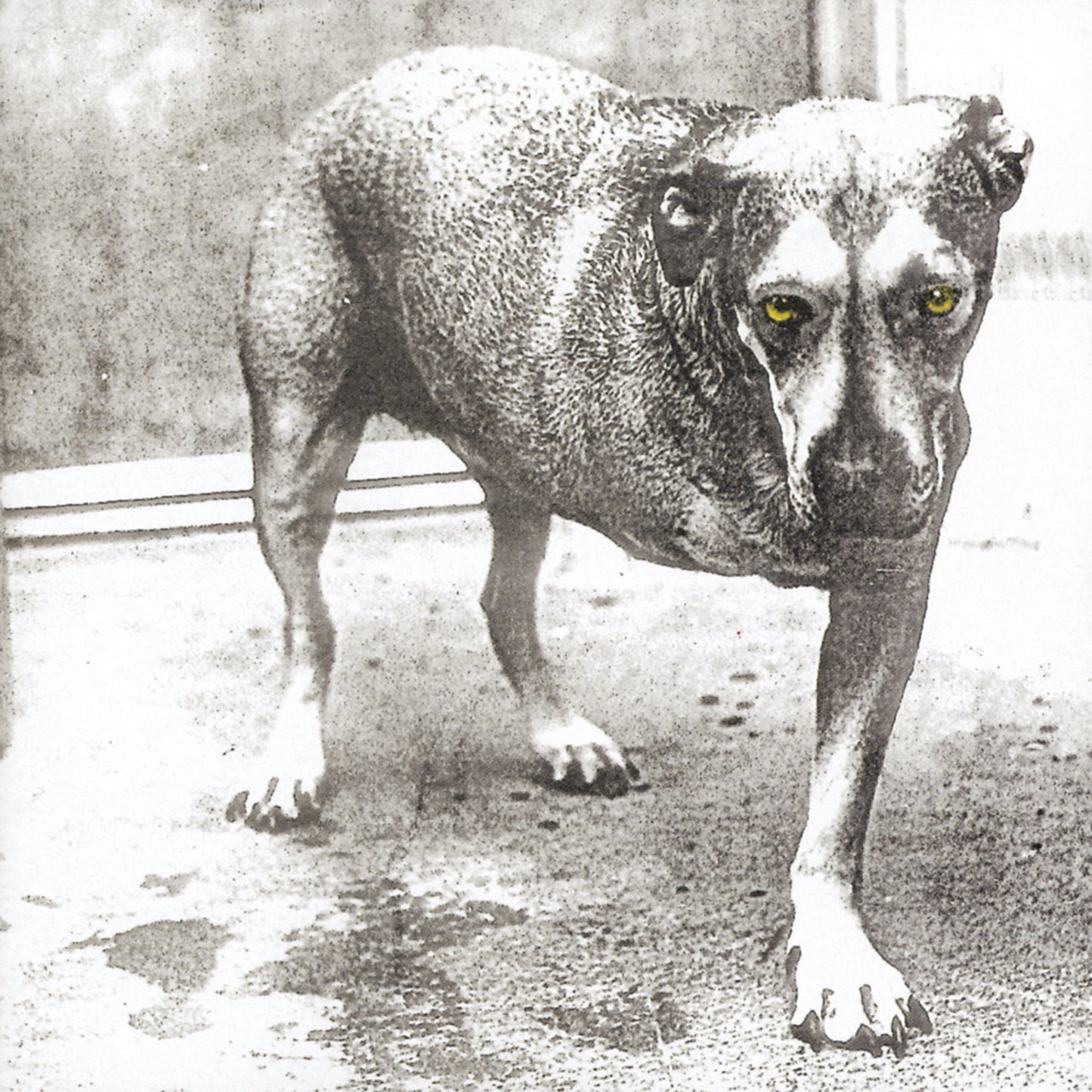 Alice In Chains - Alice In Chains (30th Anniversary Reissue)(2x Color Vinyl) | Mint (M) Mint (M)