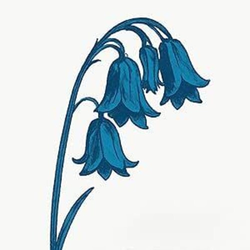 The Bluebells - This Is The Bluebells (2x BLUE VINYL) | Mint (M) Mint (M)