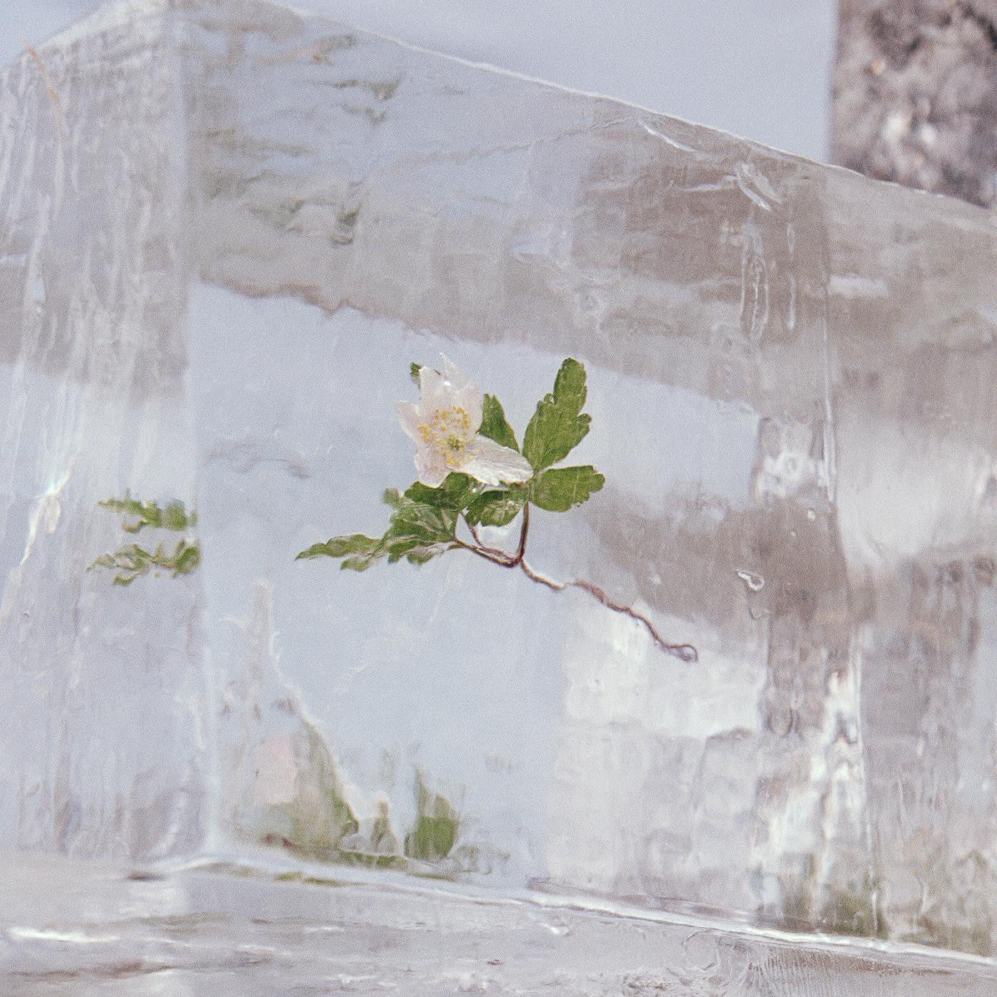 Efterklang - WINDFLOWERS |