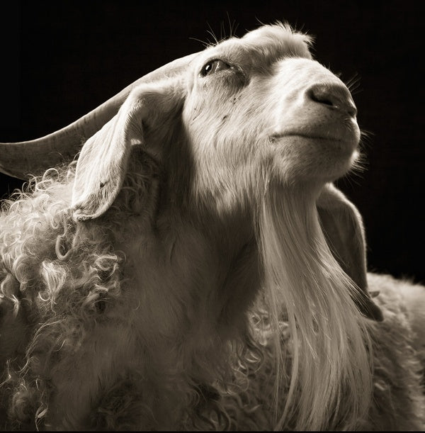 Echo/Cide / The Experience of Limit |