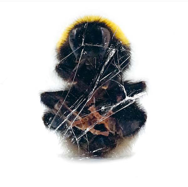 Walls & Dimensions |