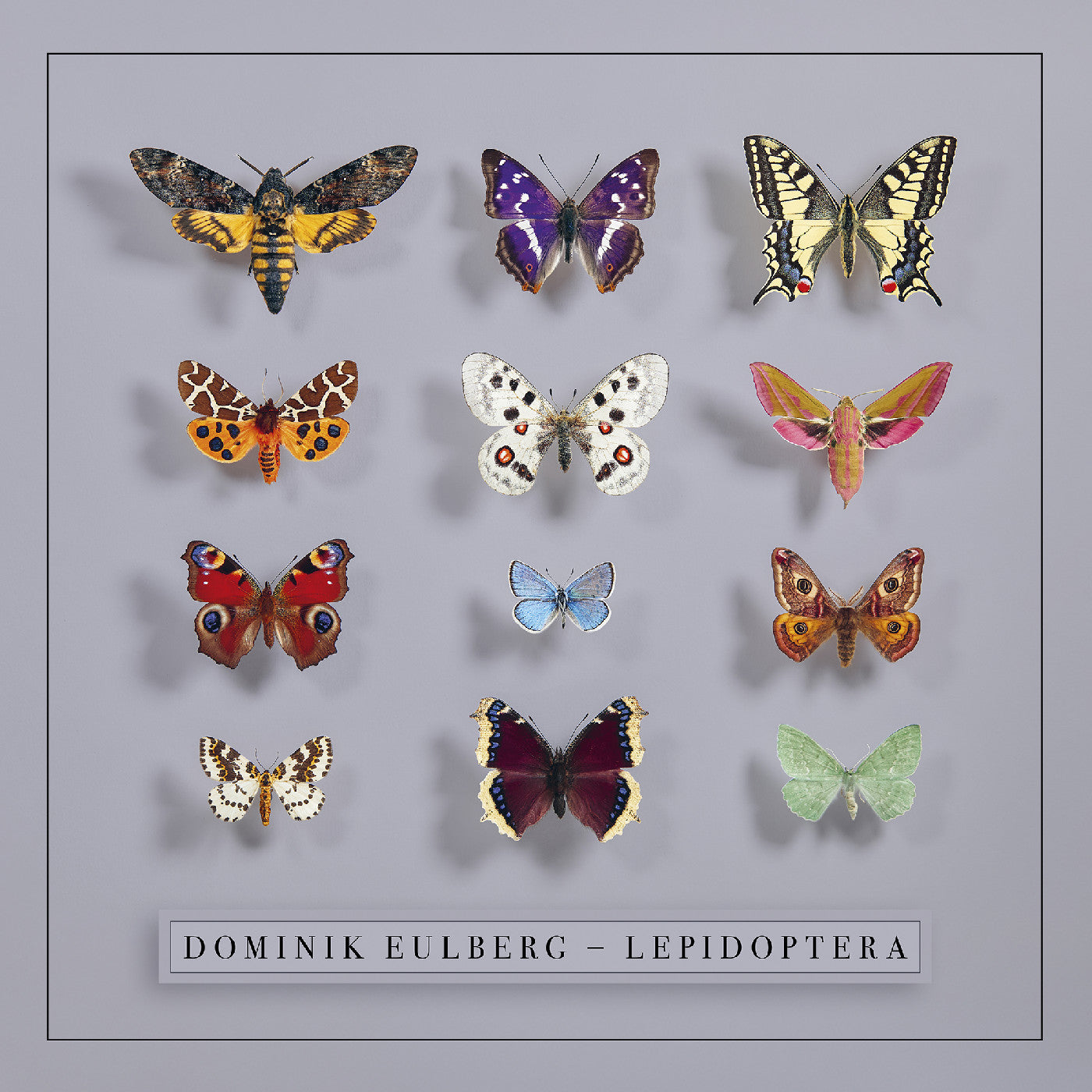 Lepidoptera (2x VINYL) | Mint (M) Mint (M)