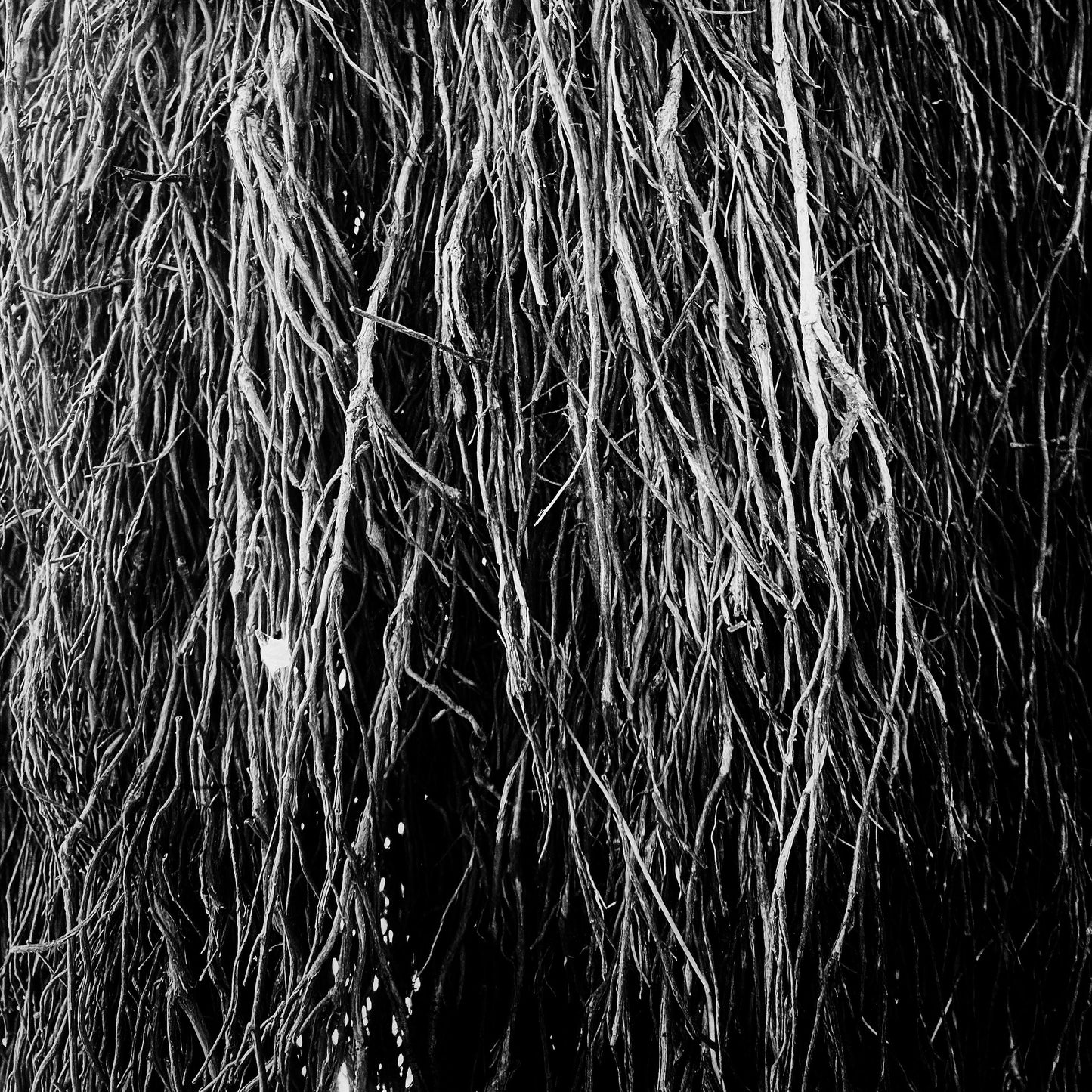 Nocturnal Rainforest (VINYL) | Mint (M) Mint (M)