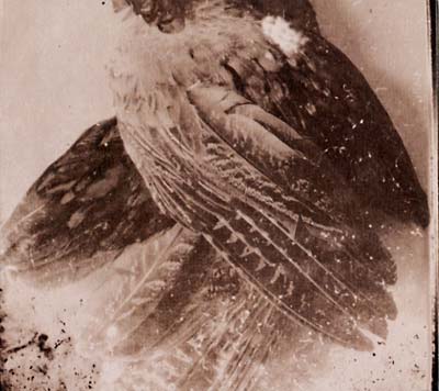 The World Without Us |