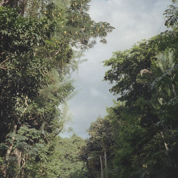 Nelson, Zac - New Once |
