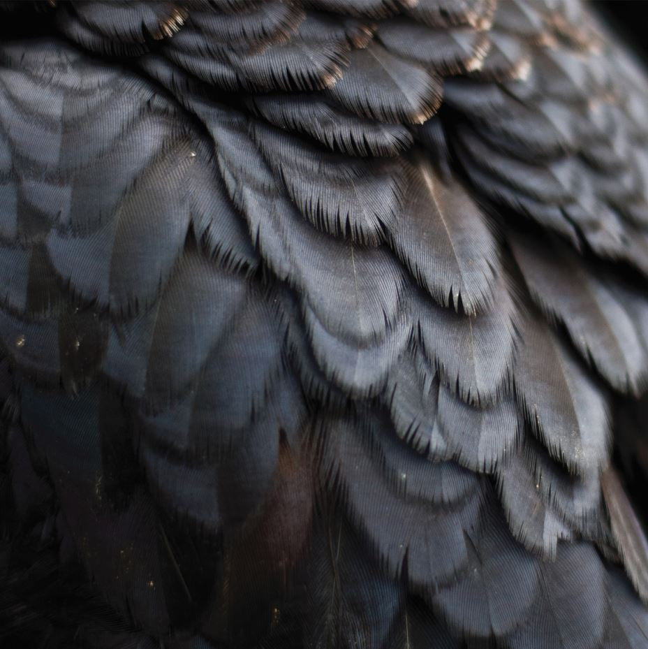 Ex People - Bird |
