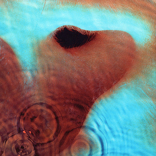 Pink Floyd - Meddle (VINYL) | Mint (M) Mint (M)