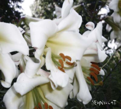 Wüste (CD) | Mint (M) Mint (M)