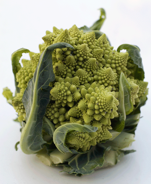 Romanesco - Crazy Fractaliscious Vegetable
