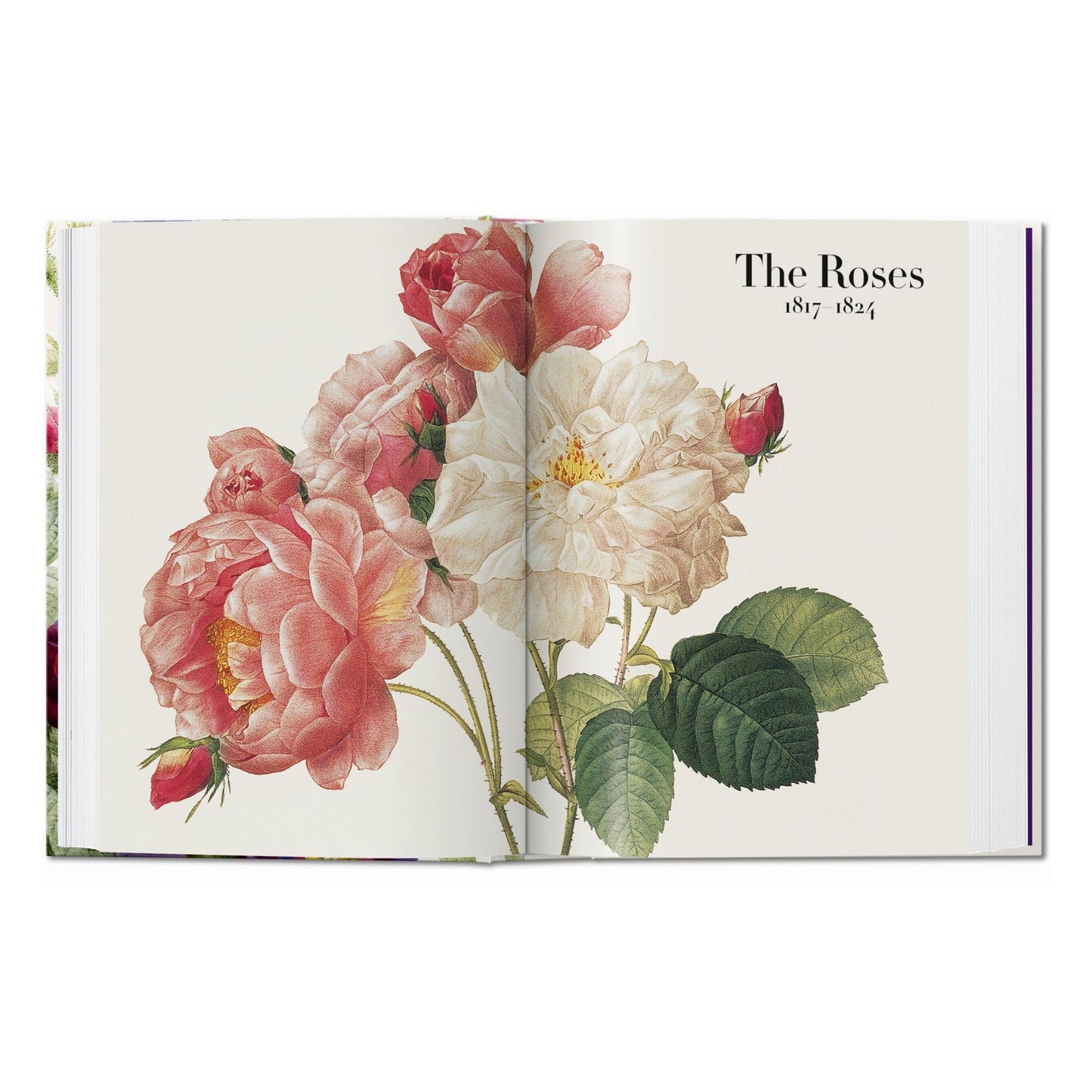 Redouté. The Book of Flowers. 45th Ed. (German, French, English)