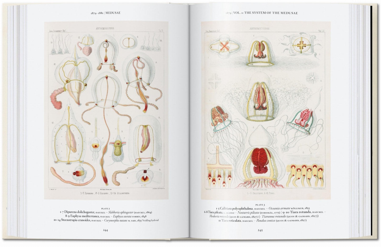 The Art and Science of Ernst Haeckel. 45th Ed. (English)