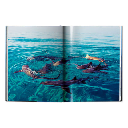 Michael Muller. Sharks (English)