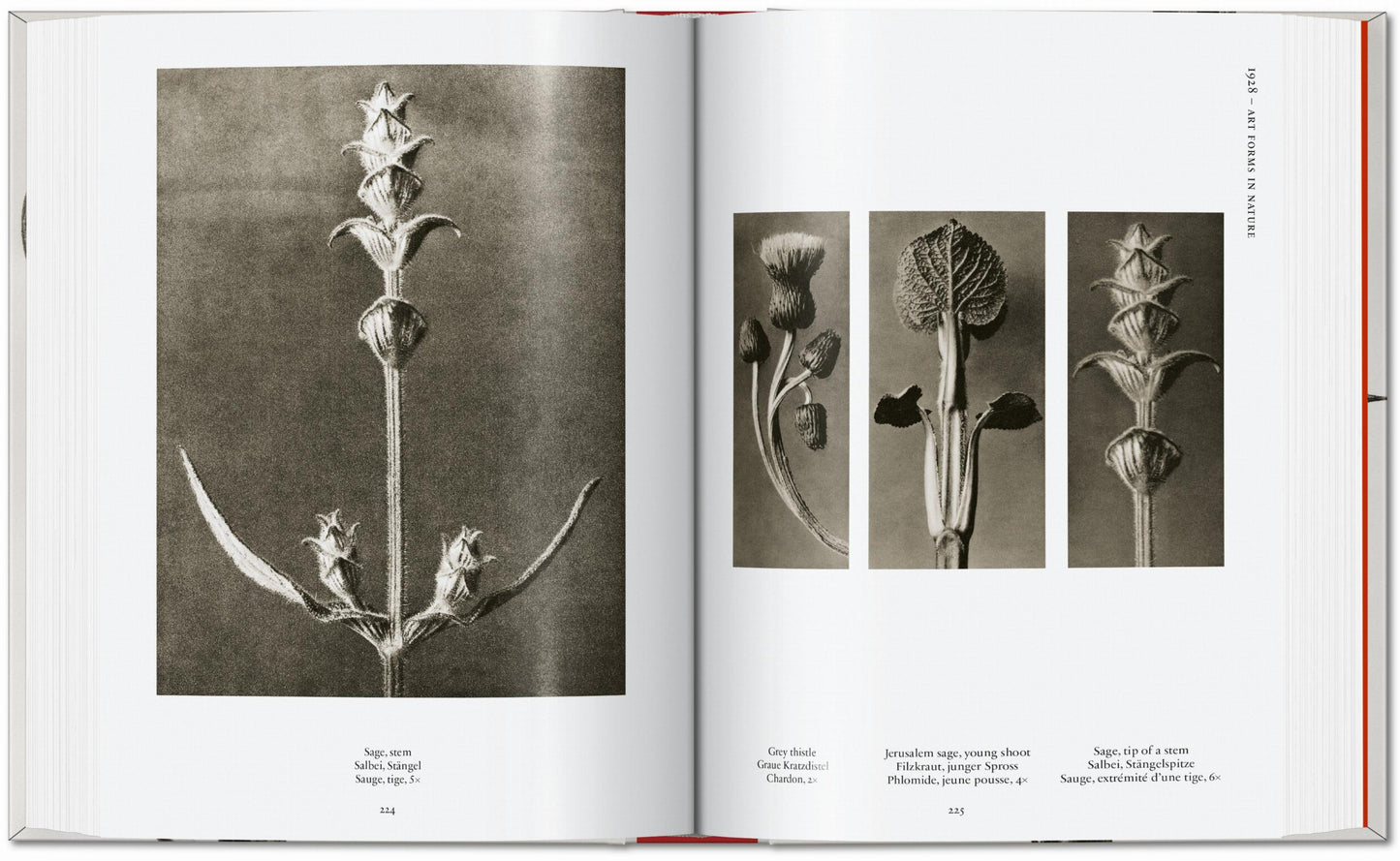 Karl Blossfeldt. The Complete Published Work. 45th Ed. (German, French, English)