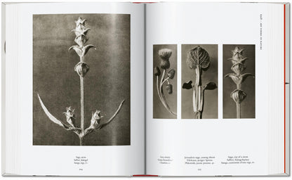 Karl Blossfeldt. The Complete Published Work. 45th Ed. (German, French, English)