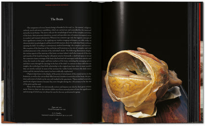 Anatomical Waxes. 45th Ed. (German, French, English)