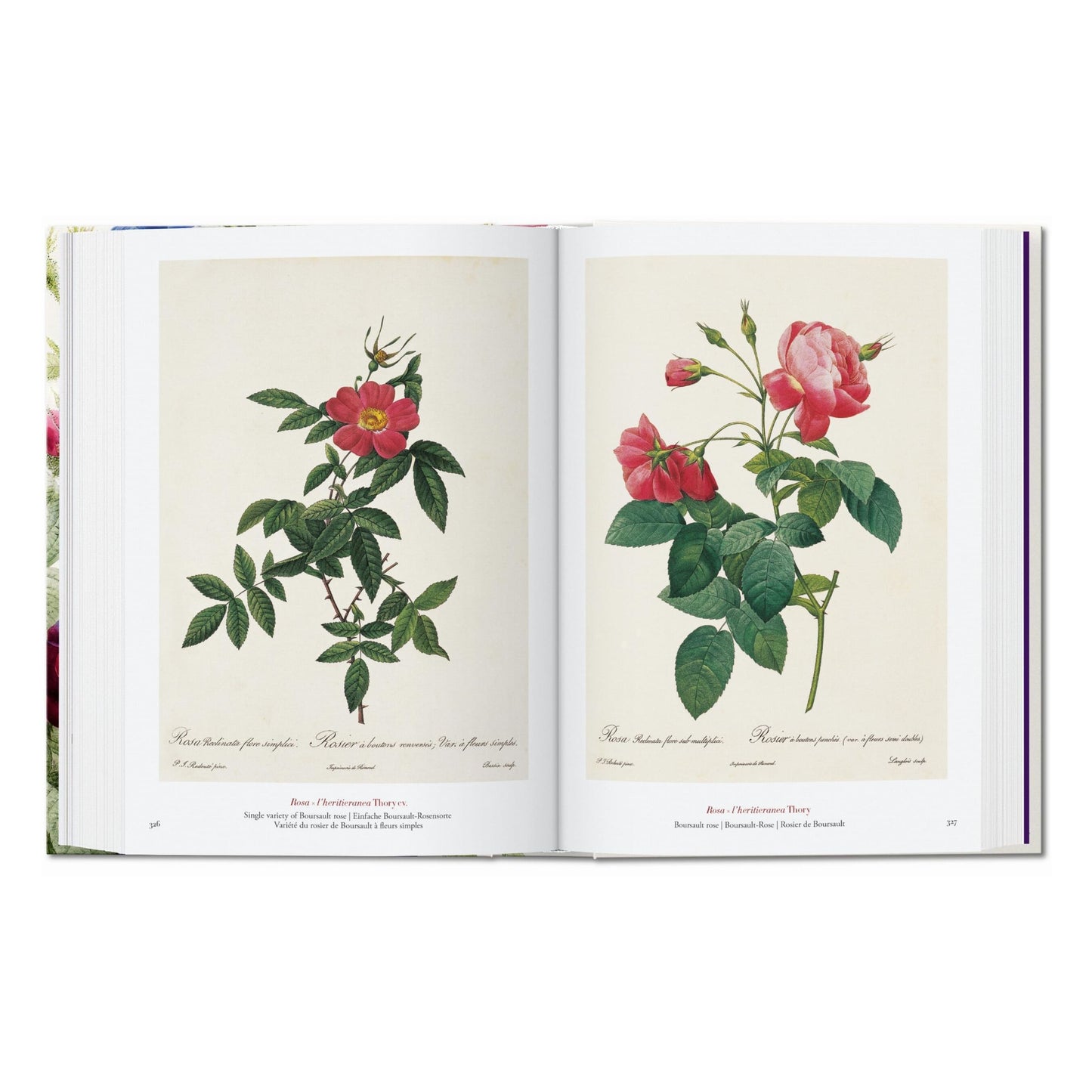 Redouté. The Book of Flowers. 45th Ed. (German, French, English)