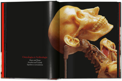 Anatomical Waxes. 45th Ed. (German, French, English)