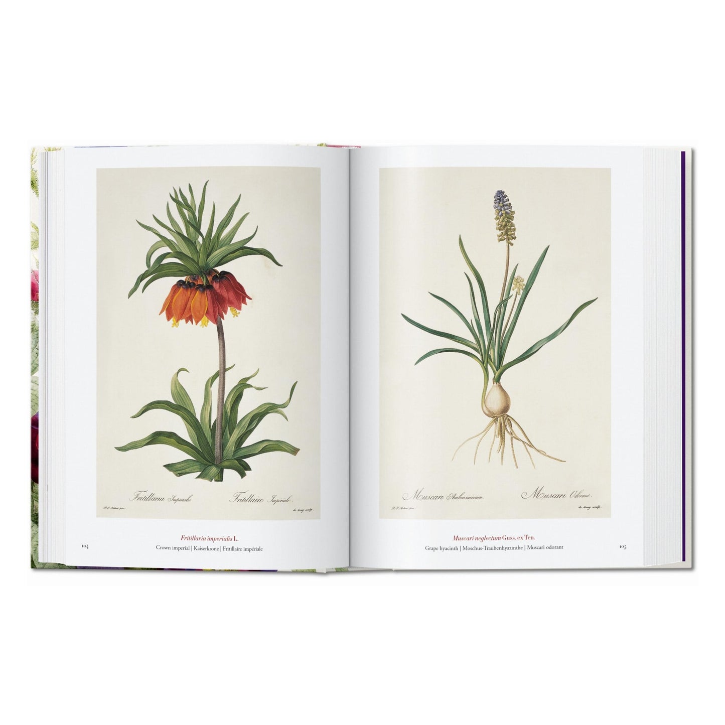 Redouté. The Book of Flowers. 45th Ed. (German, French, English)