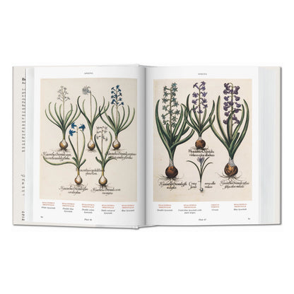 Basilius Besler. Florilegium. The Book of Plants (English)