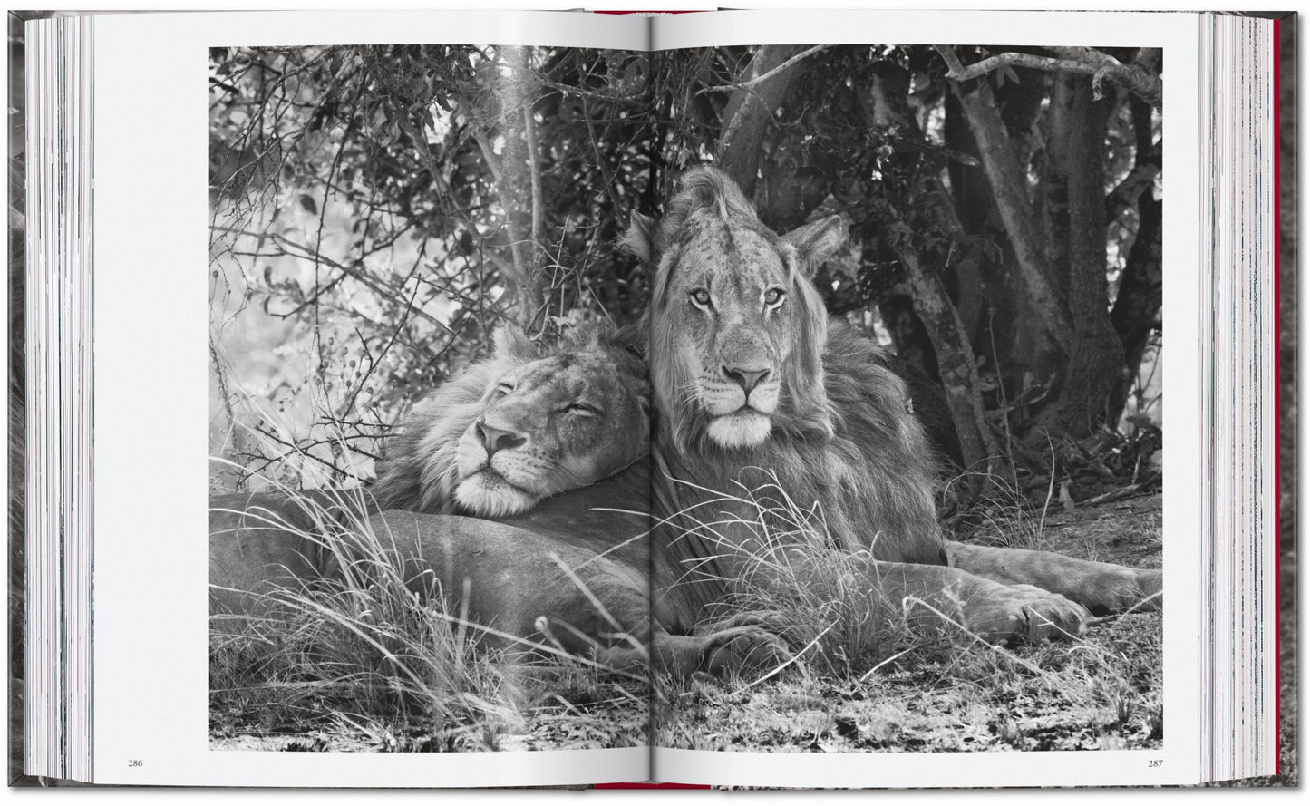 Sebastião Salgado. Genesis. 45th Ed. (English)