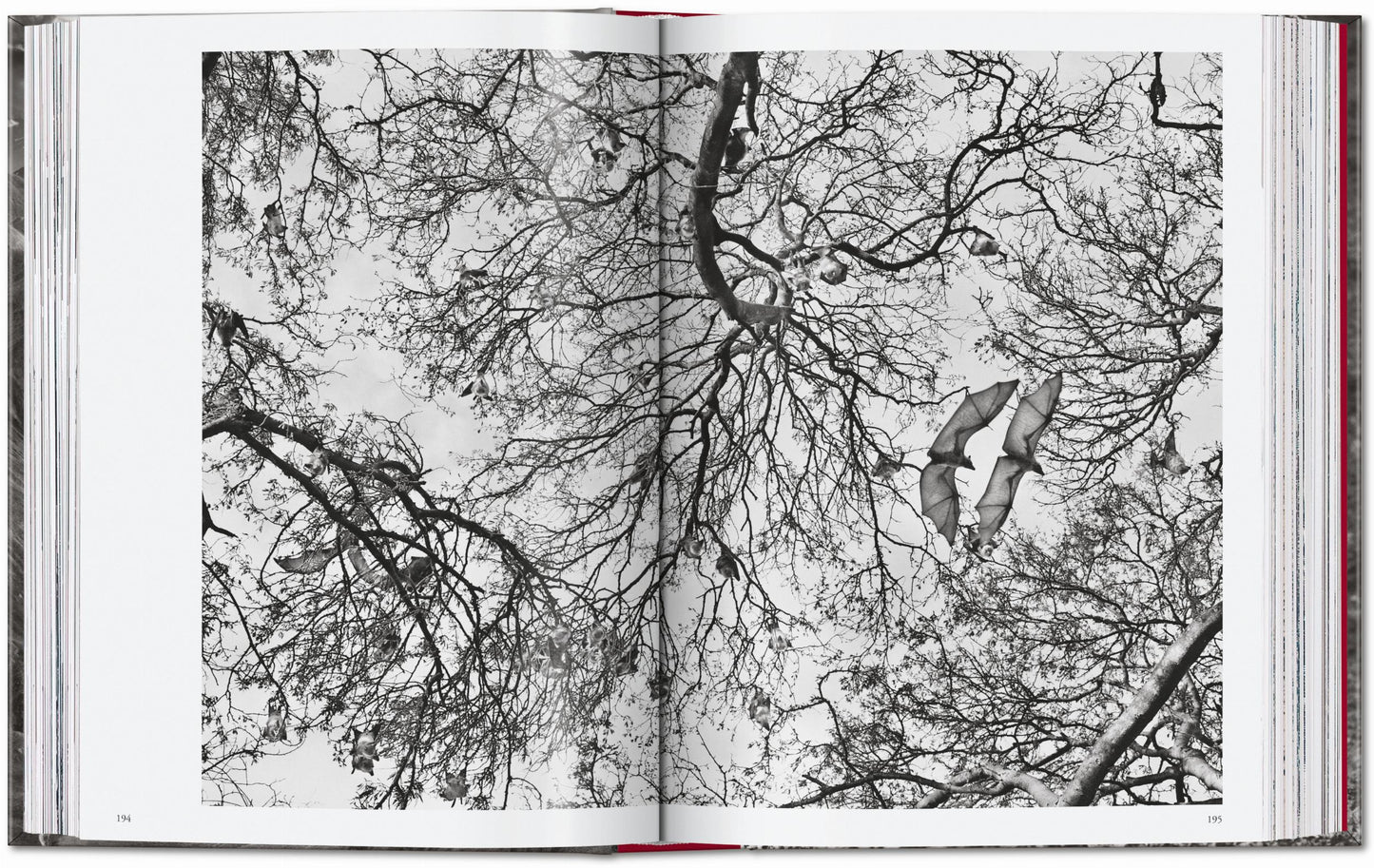 Sebastião Salgado. Genesis. 45th Ed. (English)