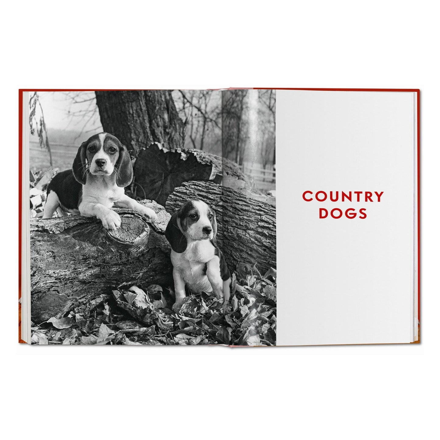 Walter Chandoha. Dogs. Photographs 1941–1991 (German, French, English)