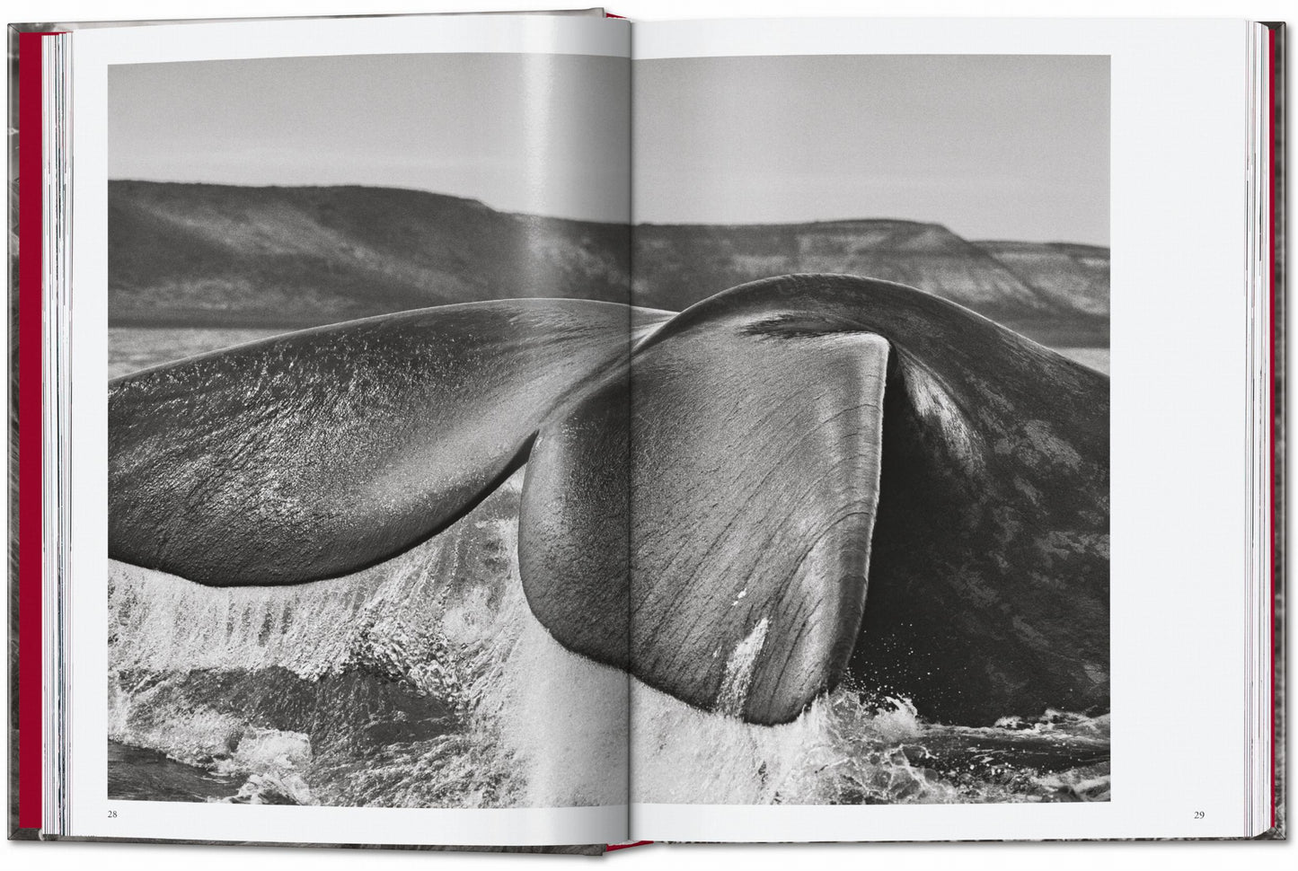 Sebastião Salgado. Genesis. 45th Ed. (English)