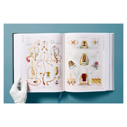 The Art and Science of Ernst Haeckel (German, French, English)
