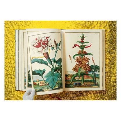 J. C. Volkamer. The Book of Citrus Fruits (German, French, English)
