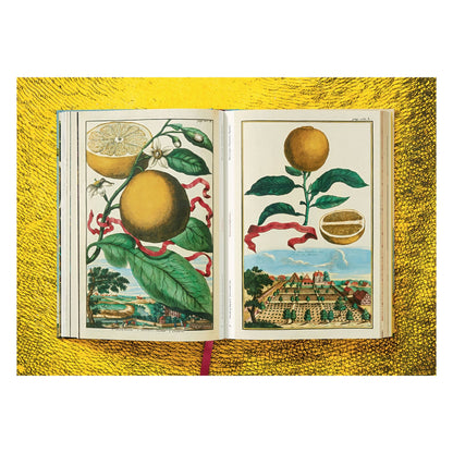 J. C. Volkamer. The Book of Citrus Fruits (German, French, English)