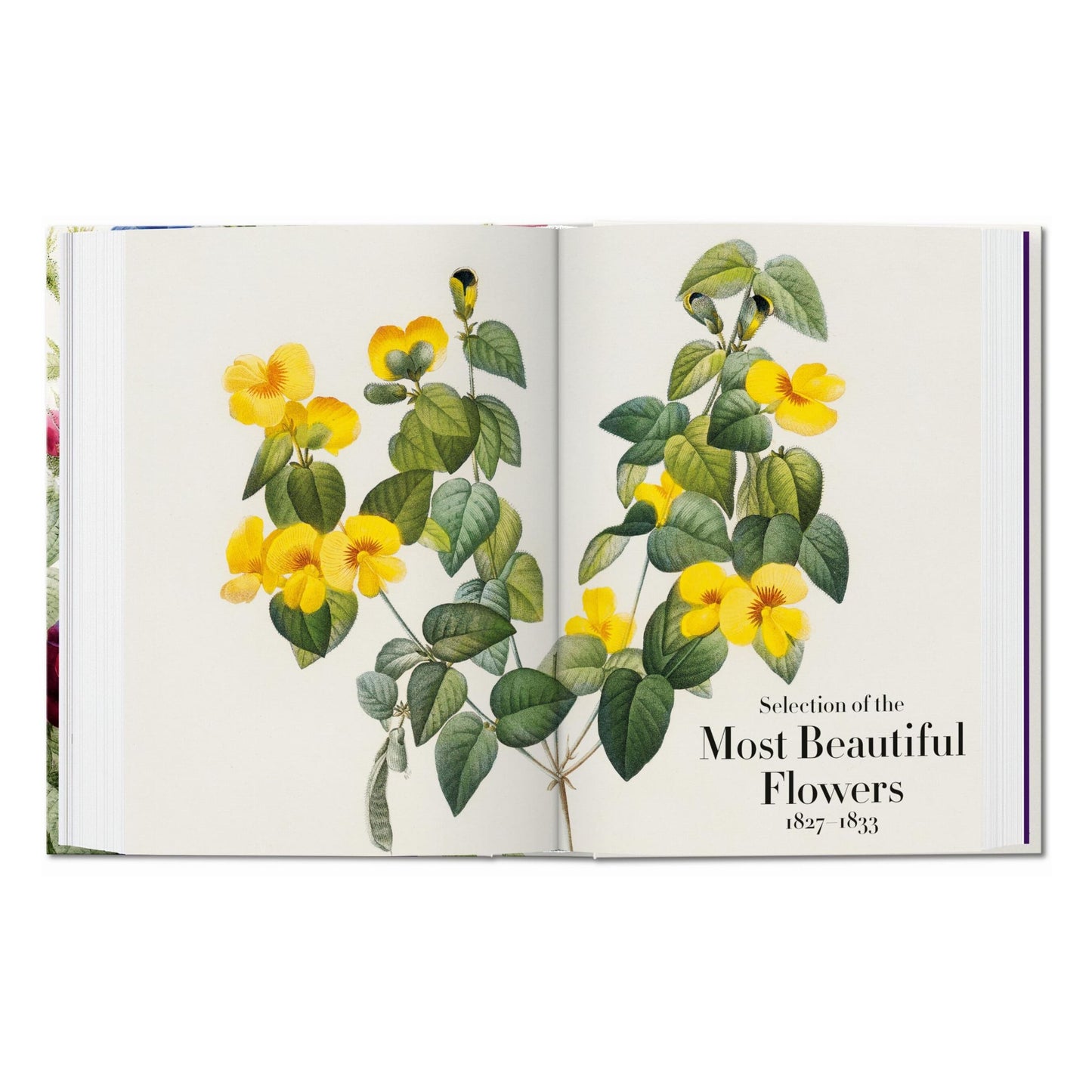 Redouté. The Book of Flowers. 45th Ed. (German, French, English)