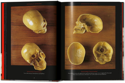 Anatomical Waxes. 45th Ed. (German, French, English)