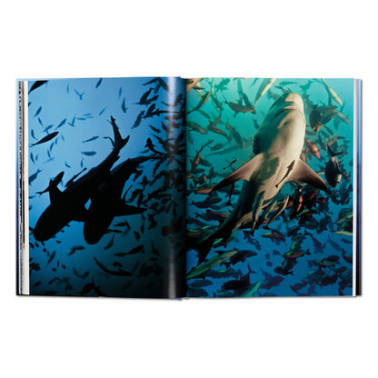 Michael Muller. Sharks (English)