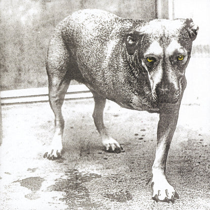 Alice In Chains - Alice In Chains (30th Anniversary Reissue)(2x Color Vinyl) | Mint (M) Mint (M)