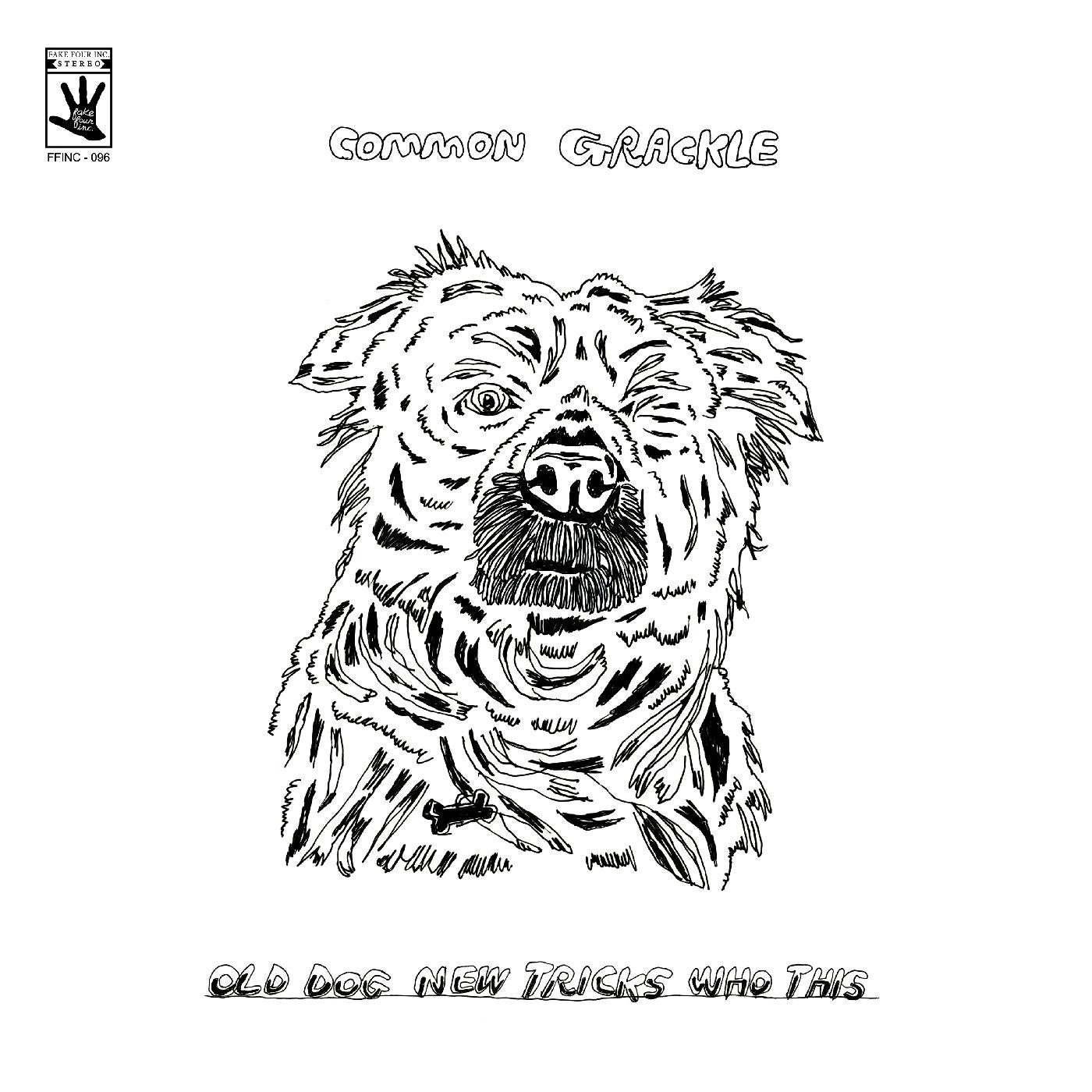 Common Grackle - Old Dog New Tricks Who This |