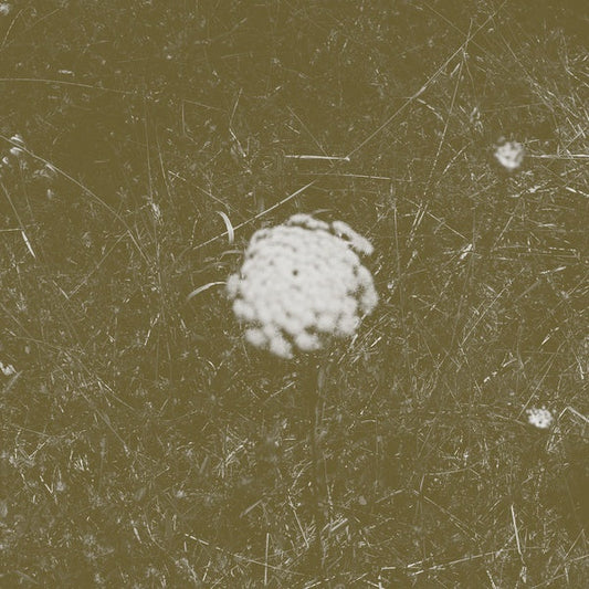 The Clear Distance |