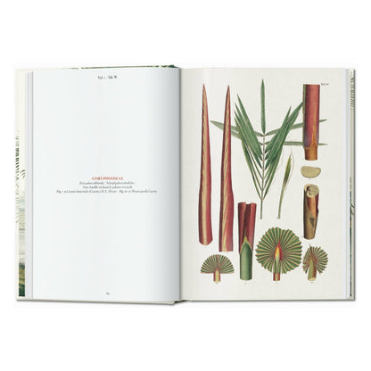 Martius. The Book of Palms. 45th Ed. (German, French, English)