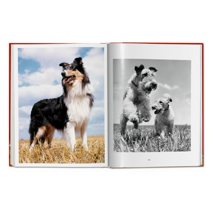 Walter Chandoha. Dogs. Photographs 1941–1991 (German, French, English)