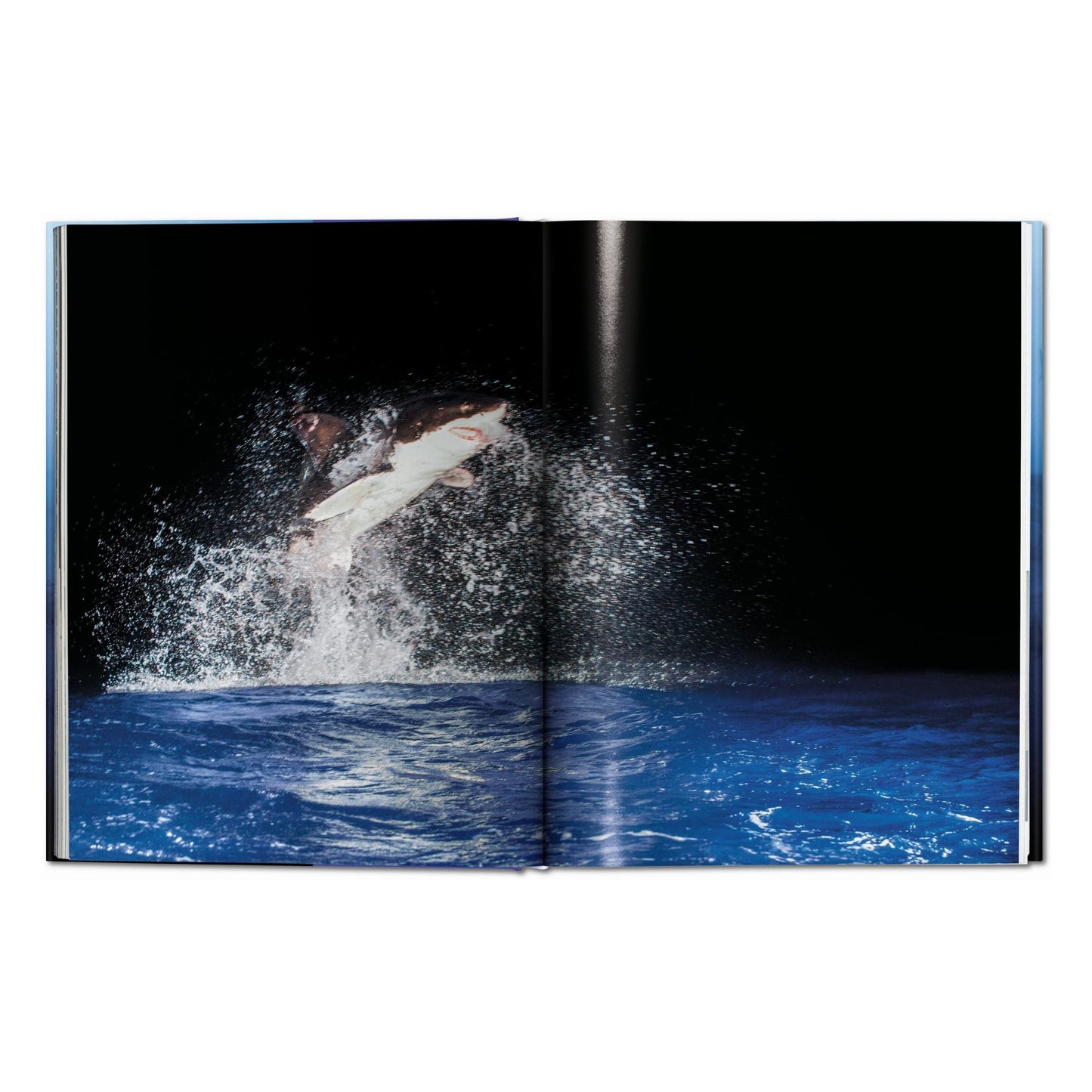 Michael Muller. Sharks (English)
