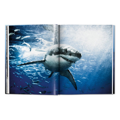 Michael Muller. Sharks (English)