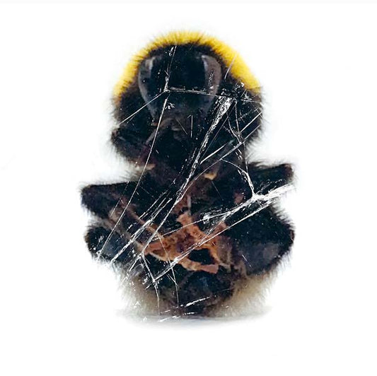 Walls & Dimensions |