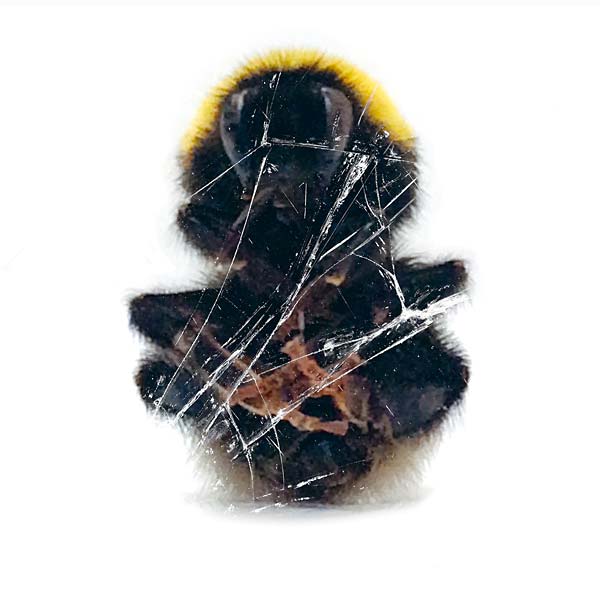 Walls & Dimensions |