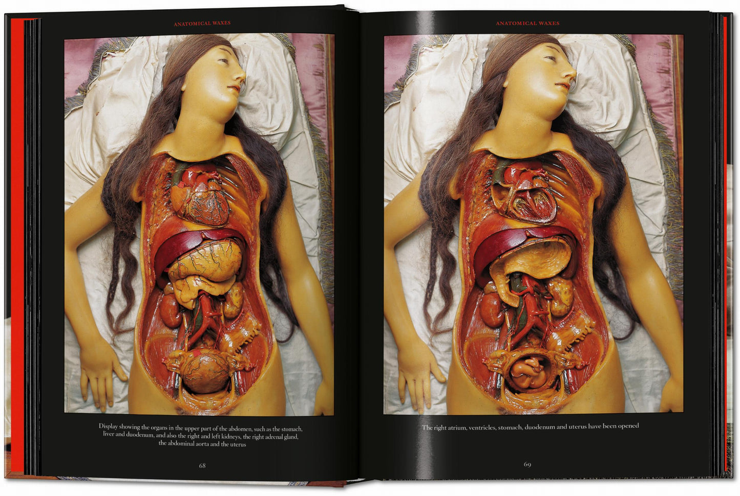 Anatomical Waxes. 45th Ed. (German, French, English)