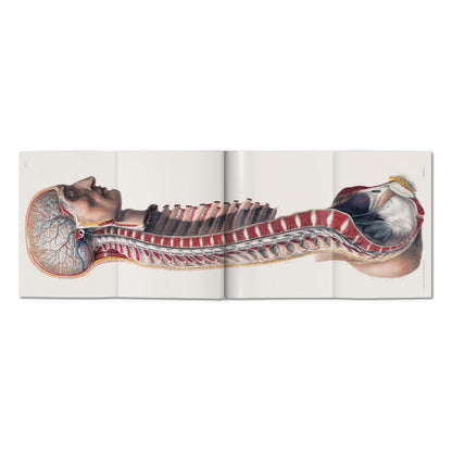 Bourgery. Atlas of Human Anatomy and Surgery (German, French, English)