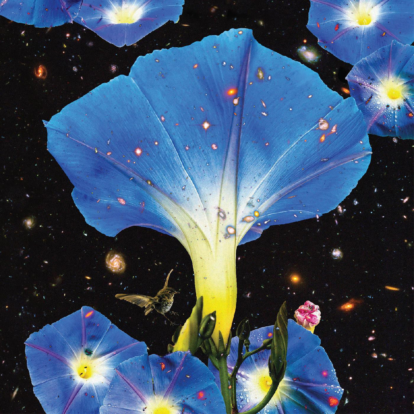 Louise, Sarah - Nighttime Birds and Morning Stars |