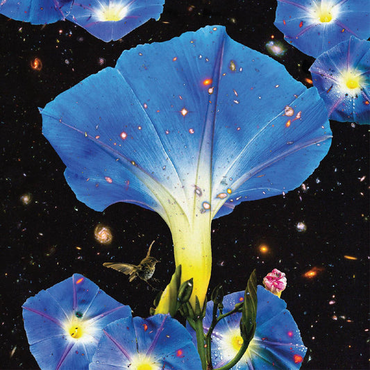 Louise, Sarah - Nighttime Birds and Morning Stars |