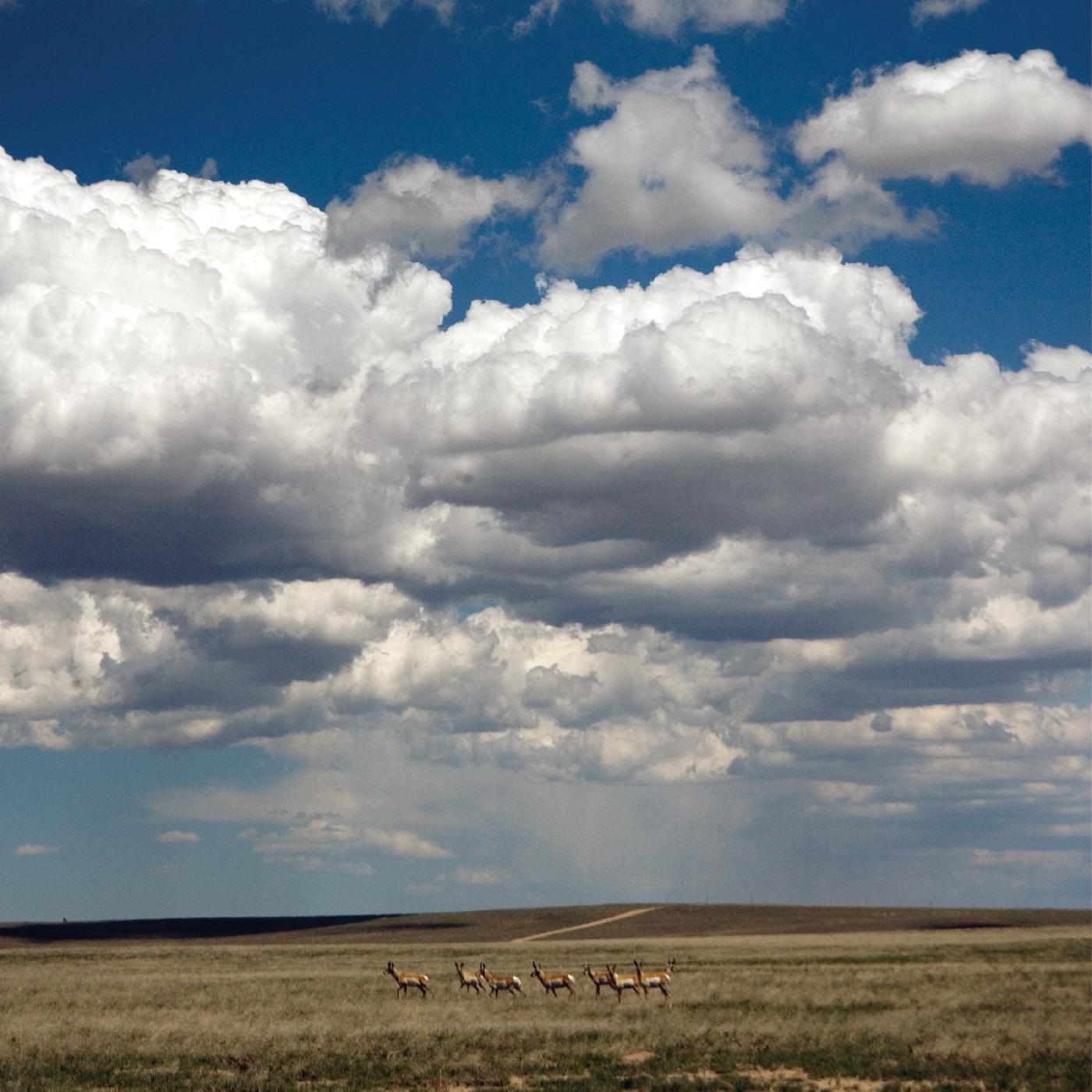Tripper (DELUXE REISSUE, WHITE VINYL) | Mint (M) Mint (M)