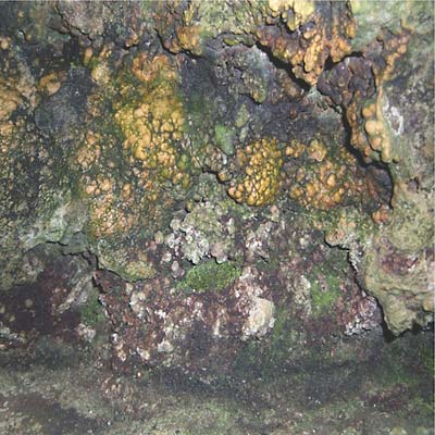 Elemental Disgrace |